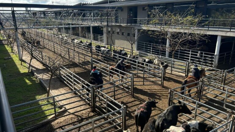 Vacunos: oferta moderada y precios con altibajos en el Mercado Agroganadero de Cañuelas
