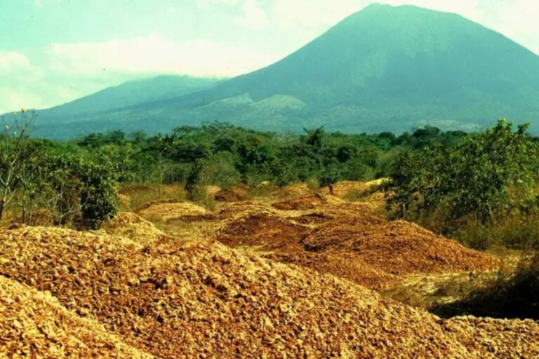 De Cáscaras de Naranja a Bosque: El Proyecto Ecológico que Sorprendió al Mundo