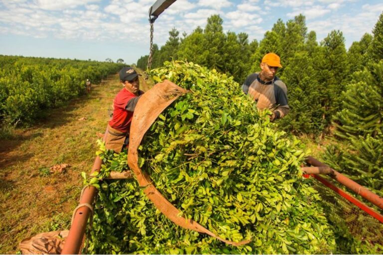 Salario de la UATRE: cuánto cobra un trabajador rural en julio 2026