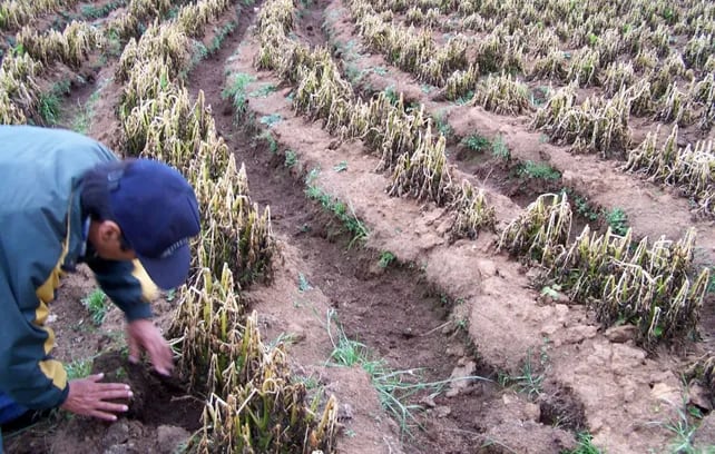 Duro golpe: diez heladas consecutivas le dieron un nocaut a una región productiva