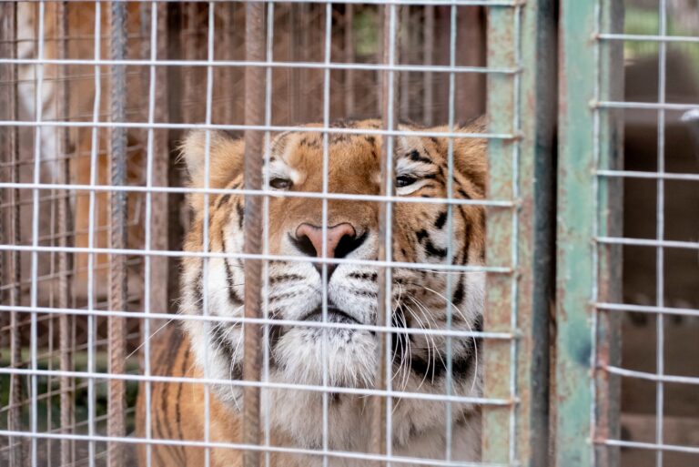 Un hito en la conservación animal: 30 felinos abandonan el exzoológico de Luján hacia santuarios en el extranjero