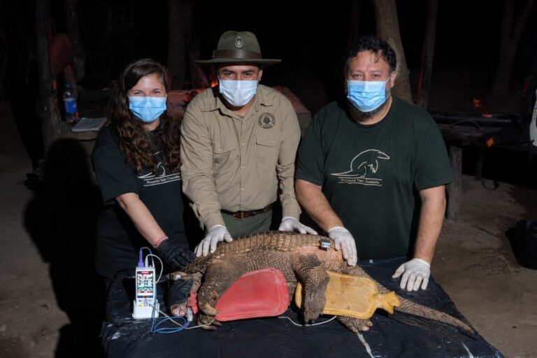 Capturan y monitorean al tatú carreta, una especie en peligro de extinción
