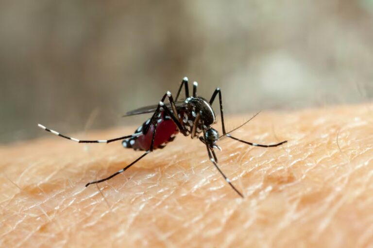 Dengue: La OMS advierte sobre el aumento de casos y la necesidad de prevención