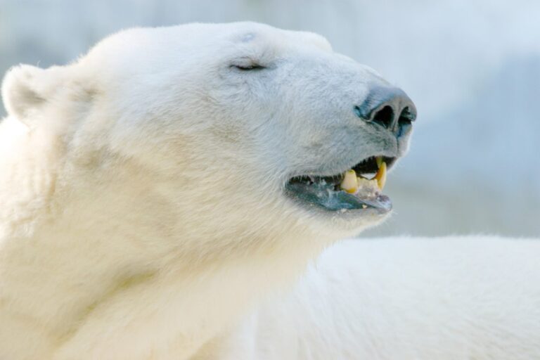 Multa de US$ 5,300 por Despertar a un Oso Polar en Noruega