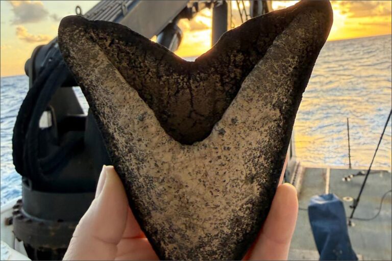 Descubren Dientes de Megalodón en el Pacífico: Revelaciones sobre el Gigante Marino