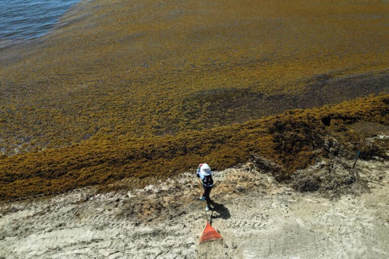 Sargazo: El Fenómeno que Amenaza las Playas de Ensueño