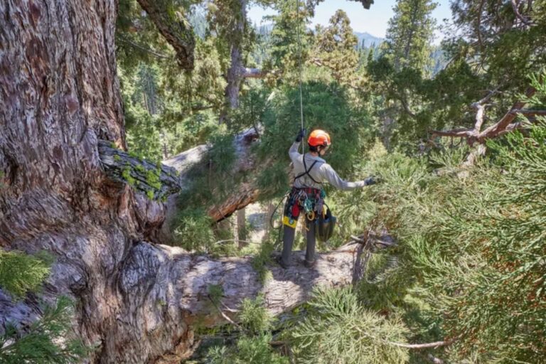 Descubren una familia de ardillas en el icónico Grizzly Giant de Yosemite
